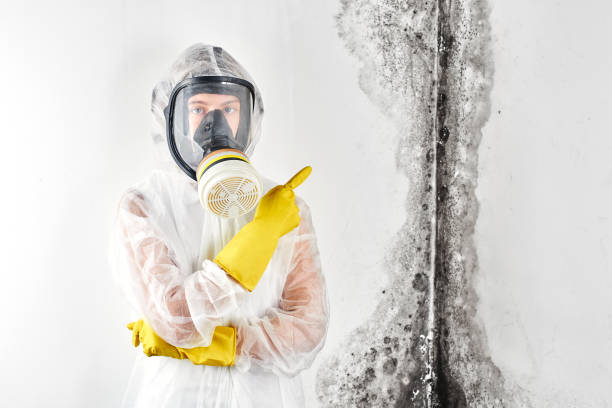 Best Forensic Mold Investigation  in Chelsea, MA