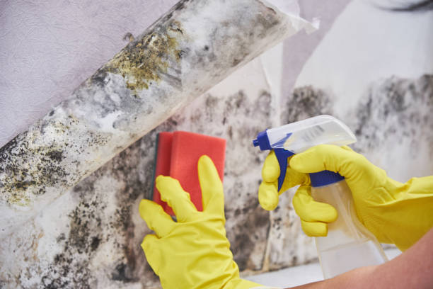 Best Mold Prevention Services  in Chelsea, MA